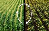 Herbicides